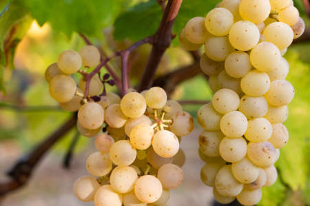 Vineyard in mountainous area in autumn, panoramaの写真素材