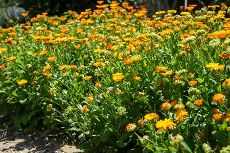 Calendula flowers on a flower bed in the garden on a sunny dayの写真素材