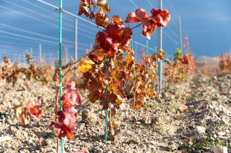 Vineyard in mountainous area in autumn, panoramaの写真素材