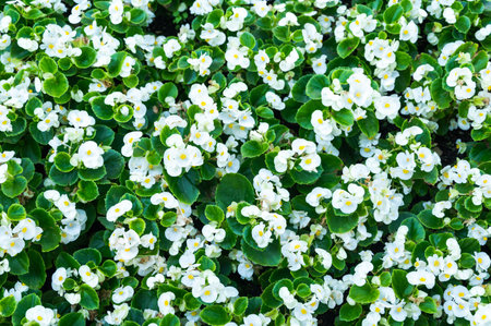 Pink begonia flowers in a city park on a flowerbedの写真素材