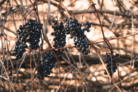 Grapes in the vineyard in late autumnの写真素材