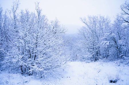 Mountains in the snow, pines in the snow in winterの写真素材