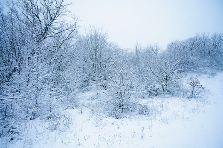 Mountains in the snow, pines in the snow in winterの写真素材