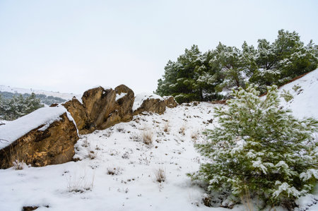 Mountains in the snow, pines in the snow in winterの写真素材