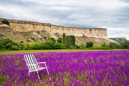 Armchair in a blooming field of delphinium flowers, the concept of outdoor recreationの写真素材