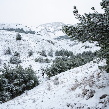 Mountains in the snow, pines in the snow in winterの写真素材