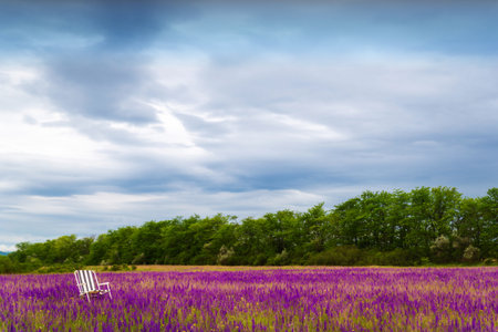 Armchair in a blooming field of delphinium flowers, the concept of outdoor recreationの写真素材