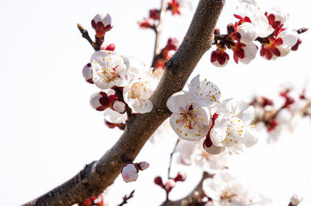 Apricot flowers in the garden in spring against a clear blue skyの写真素材