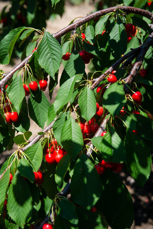Ripe juicy red cherry in the garden in springの写真素材