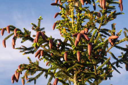 Brown fir cones on a spruce tree in the forestの写真素材