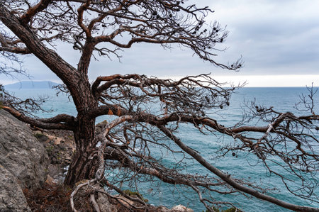 Large dry pine on a rock above the seaの写真素材