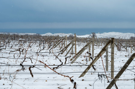 Vineyard in winter under snow, clear day, calm weather, agricultureの写真素材