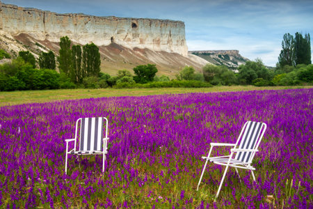 Armchair in a blooming field of delphinium flowers, the concept of outdoor recreationの写真素材