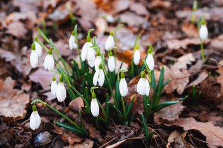 Snowdrops, the first spring flowers in springの写真素材