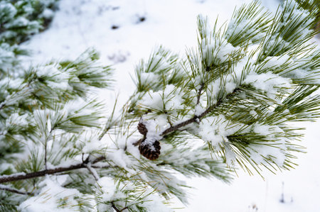 Mountains in the snow, pines in the snow in winterの写真素材