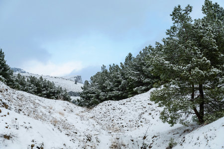 Mountains in the snow, pines in the snow in winterの写真素材