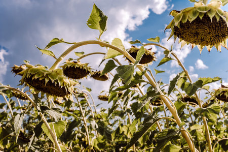 Fields of ripe sunflowers on a sunny day in summerの写真素材