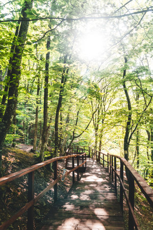 Path in a bright green forest in summerの写真素材