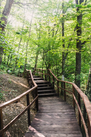 Path in a bright green forest in summerの写真素材
