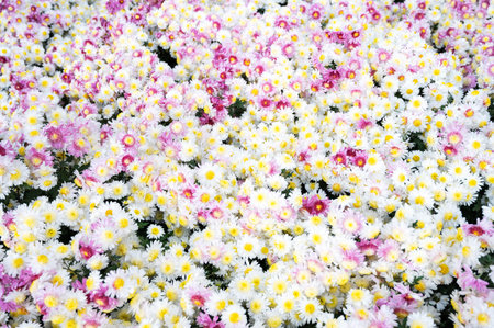 Background of white small chrysanthemums in the gardenの写真素材