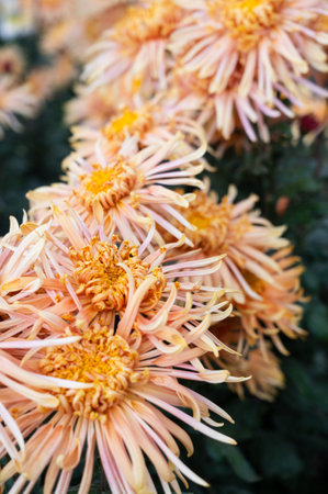 Large beautiful pink blooming chrysanthemums in the garden closeupの写真素材