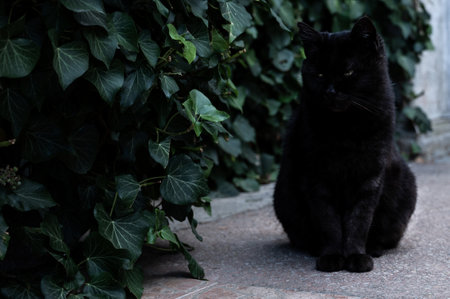 Beautiful black cat sits in the yard near green ivyの写真素材