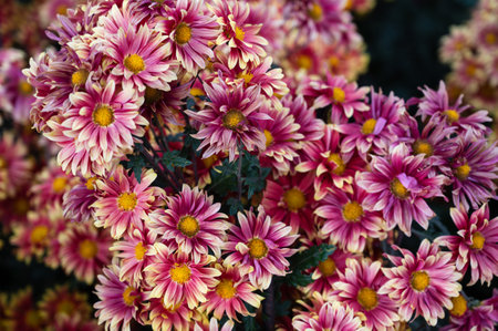 Beautiful pink blooming chrysanthemums in the gardenの写真素材