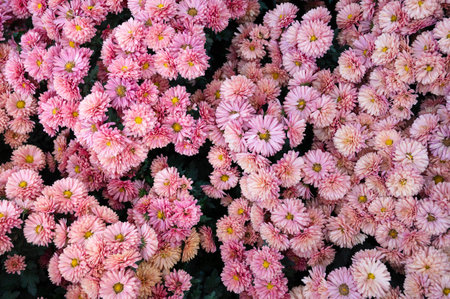 Beautiful pink blooming chrysanthemums in the gardenの写真素材