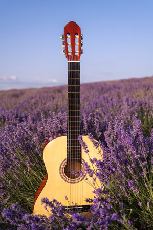 A close-up view of an acoustic guitar resting in a field of lavender. The guitar is partially obscured by the purple flowers, creating a beautiful and tranquil scene.の写真素材