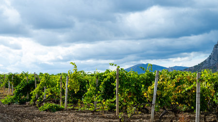 Vineyard in summer in mountainous countrysideの写真素材