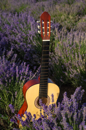 Guitar in a blooming lavender field, concept music, relaxation, walk, vacation, gameの写真素材