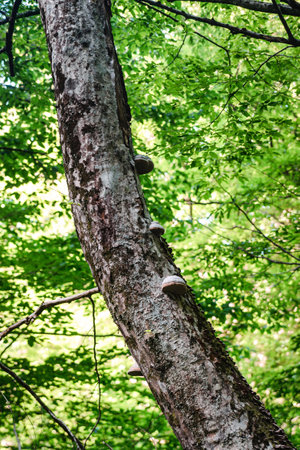 Thick tree trunk with tree mushrooms against forest backgroundの写真素材