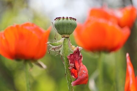 Green poppy in the fieldの写真素材