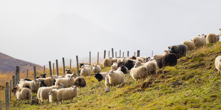 Icelandic Sheep Graze in the Mountain Meadow, Group of Domestic Animal in Pure and Clear Nature. Beautiful Icelandic Highlands. Ecologically Clean Lamb Meat and Wool Production. Scenic Areaの写真素材