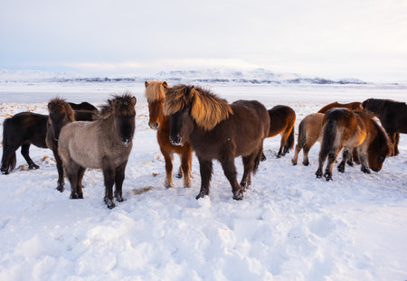 Icelandic Horses In Winter, Rural Animals in Snow Covered Meadow. Pure Nature in Iceland.の写真素材