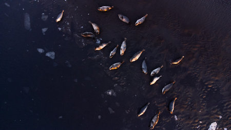 Sea Lions, Animal in Natural Environment. Iceland Wildlife. Fur Seals on Black Sand Beach.