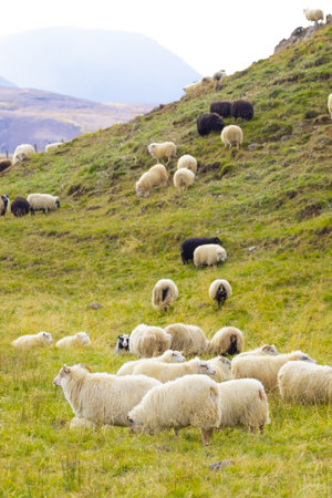 Icelandic Sheep Graze in the Mountain Meadow, Group of Domestic Animal in Pure and Clear Nature. Beautiful Icelandic Highlands. Ecologically Clean Lamb Meat and Wool Production. Scenic Areaの写真素材