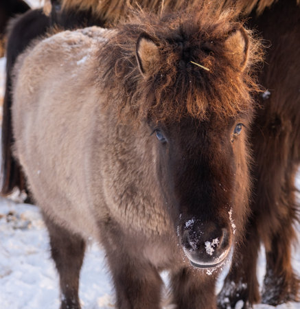 Horses at Winter Icelandic Highlands. Rural Animals in Snow Covered Meadow. Pure Nature in Iceland. Frozen North Landscape. Icelandic Horse. Ecologically Clean Area.の写真素材