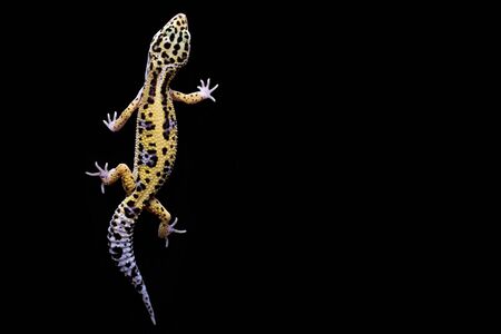 Leopard gecko on black backgroundの写真素材