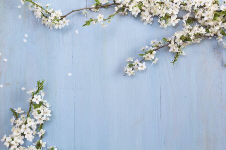 White spring blossoms on blue wooden backgroundの写真素材