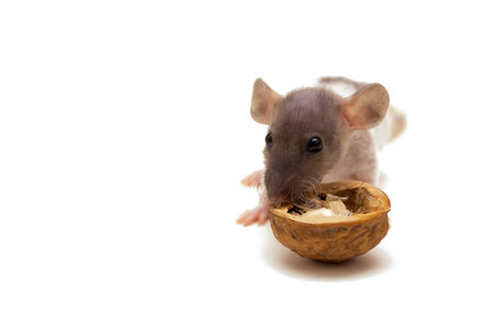 Small rat eating walnut isolated on white background