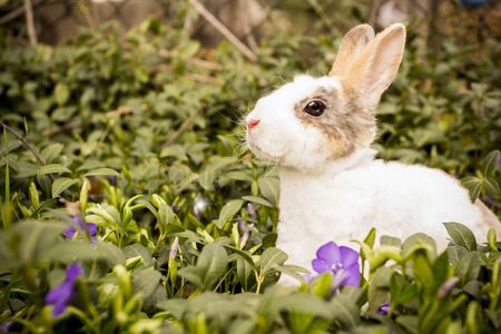 Little rabbit in the grass.の写真素材