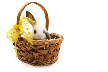 Cute little rabbit sitting in a basket.の写真素材