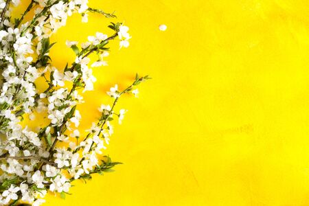 Cherry blossom branches on yellow background.の写真素材