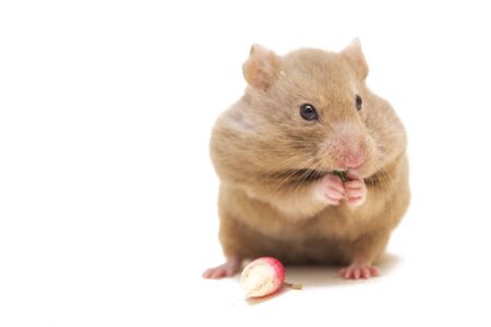Syrian hamster eating leafs isolated on whiteの写真素材