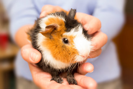 Female hands holding a guinea pig