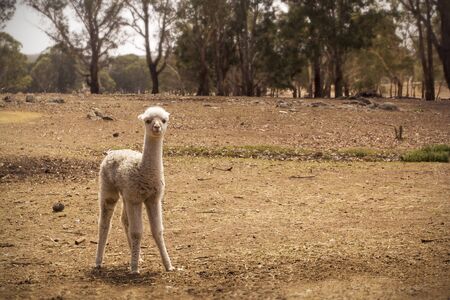Cute white alpaca babie on a dry farm in Australiaの写真素材