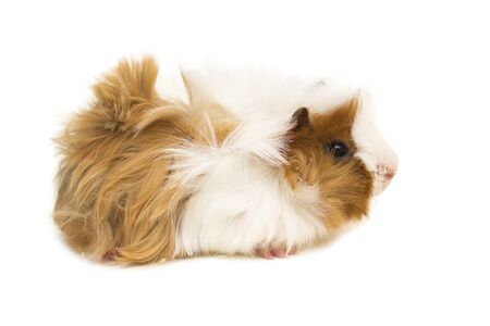 Young peruvian guinea pig isolated on white.の写真素材