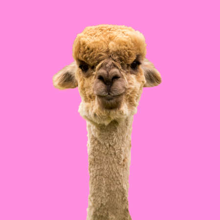 Funny brown alpaca on pink backgroundの写真素材