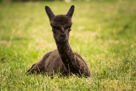 Cute black alpaca baby sitting on the grassの写真素材